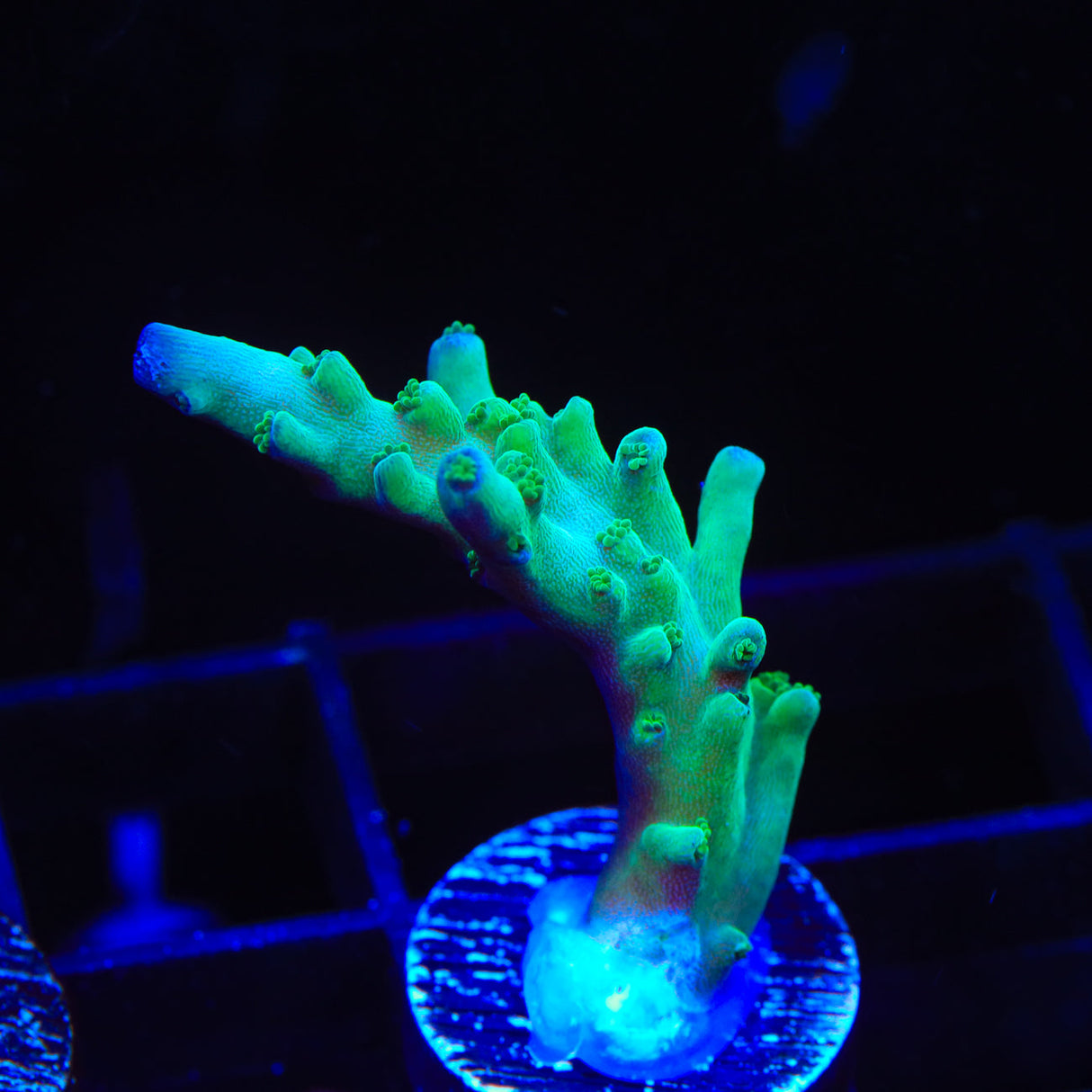 TSA Ice Tort Acropora Coral