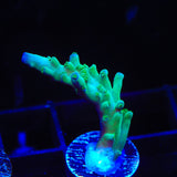 TSA Ice Tort Acropora Coral