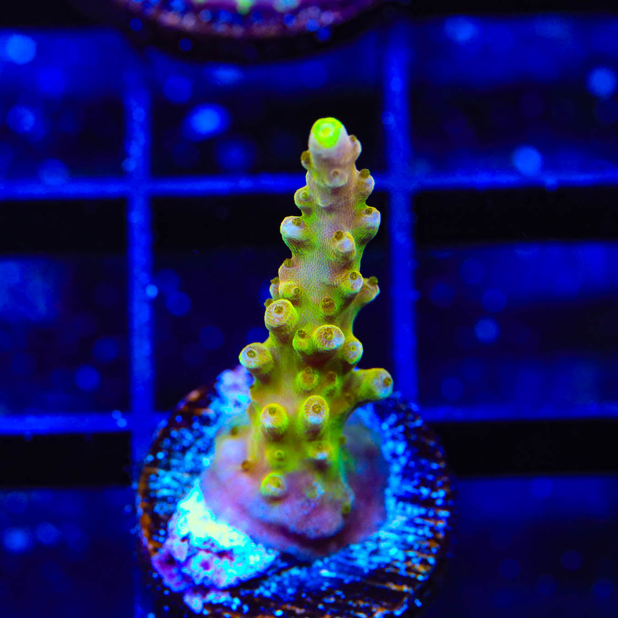 CB Golden Jawdropper Acropora Coral - Top Shelf Aquatics
