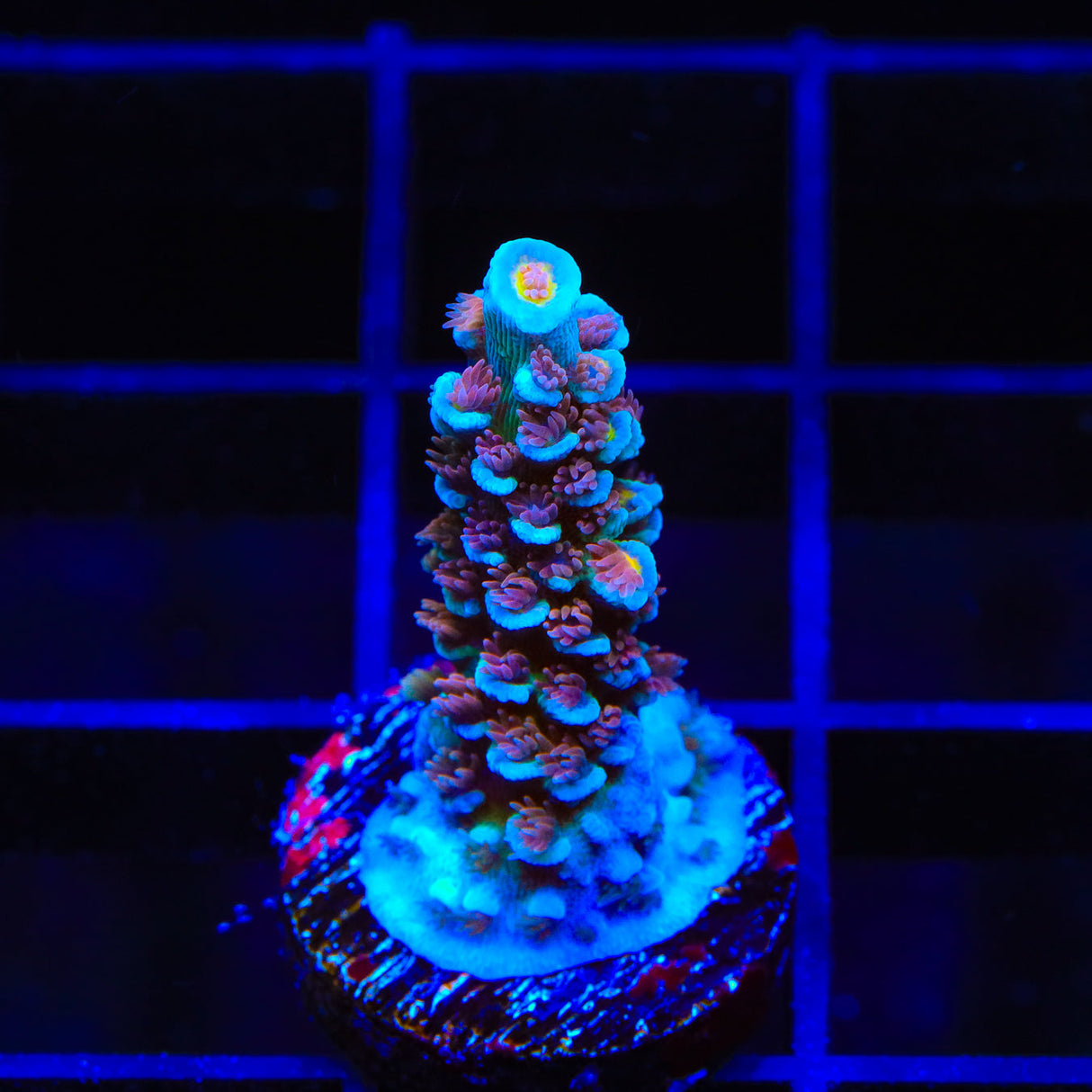 TSA Bubbleyum Acropora Coral - Top Shelf Aquatics