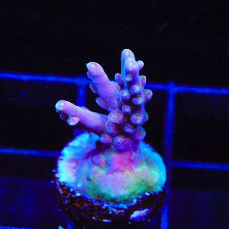 TSA Purple Rain Acropora Coral