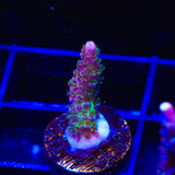 TSA Sour Tsunami Acropora Coral