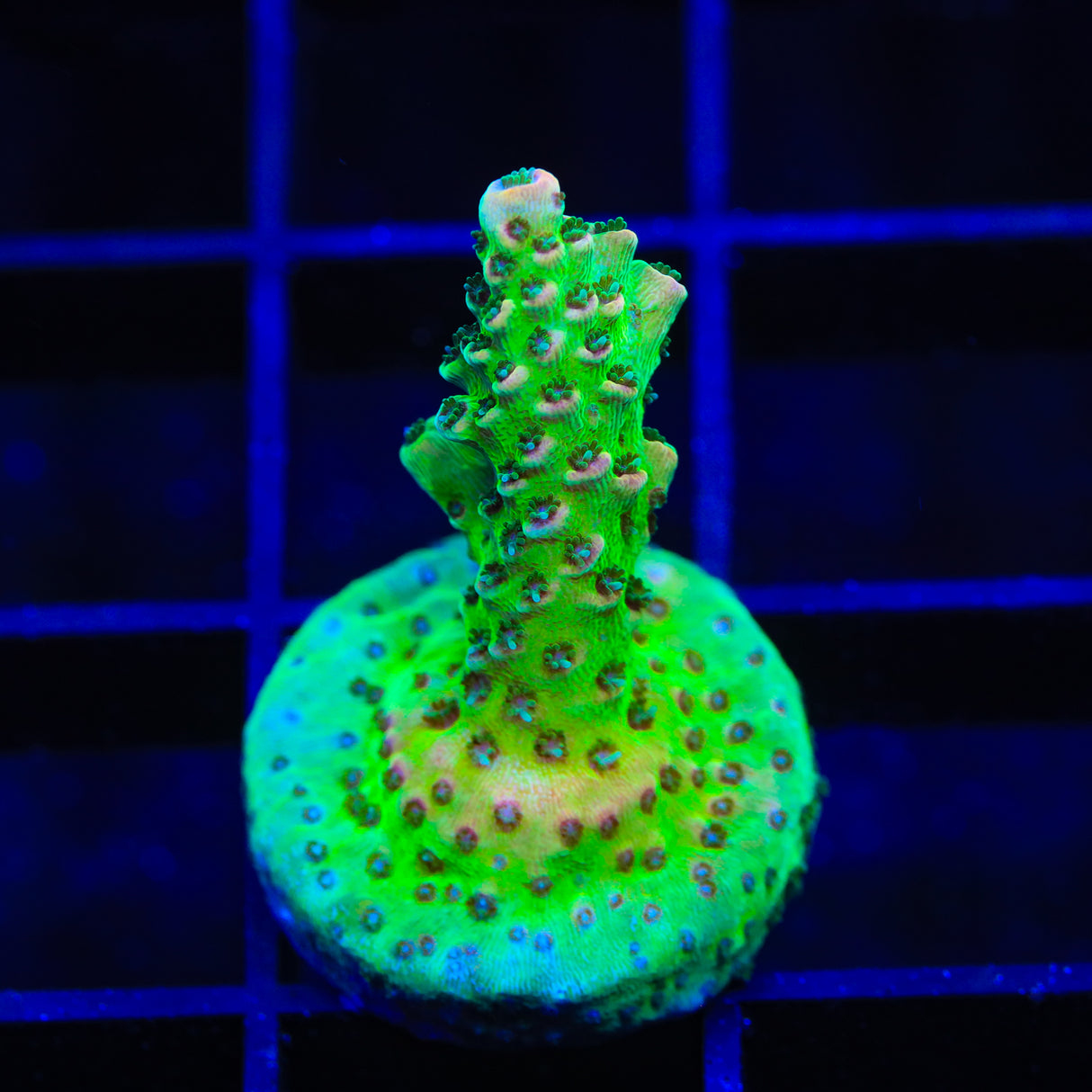 TSA Sour Tsunami Acropora Coral