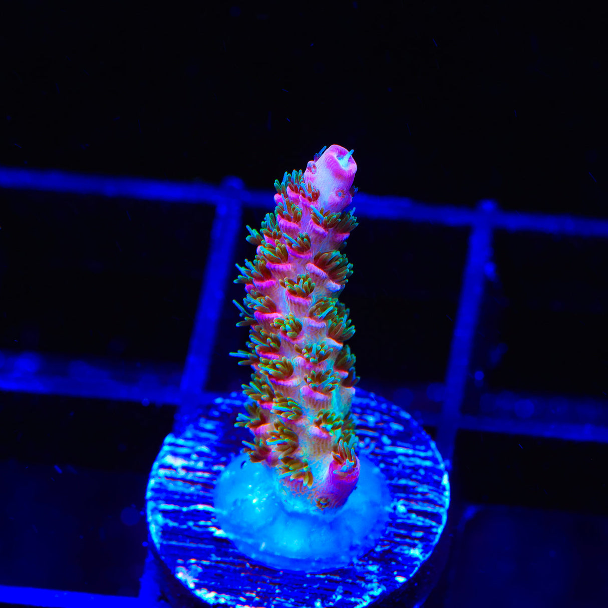 TSA Sour Tsunami Acropora Coral