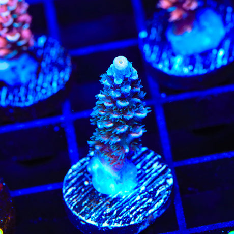 TSA Haymaker Acropora Coral