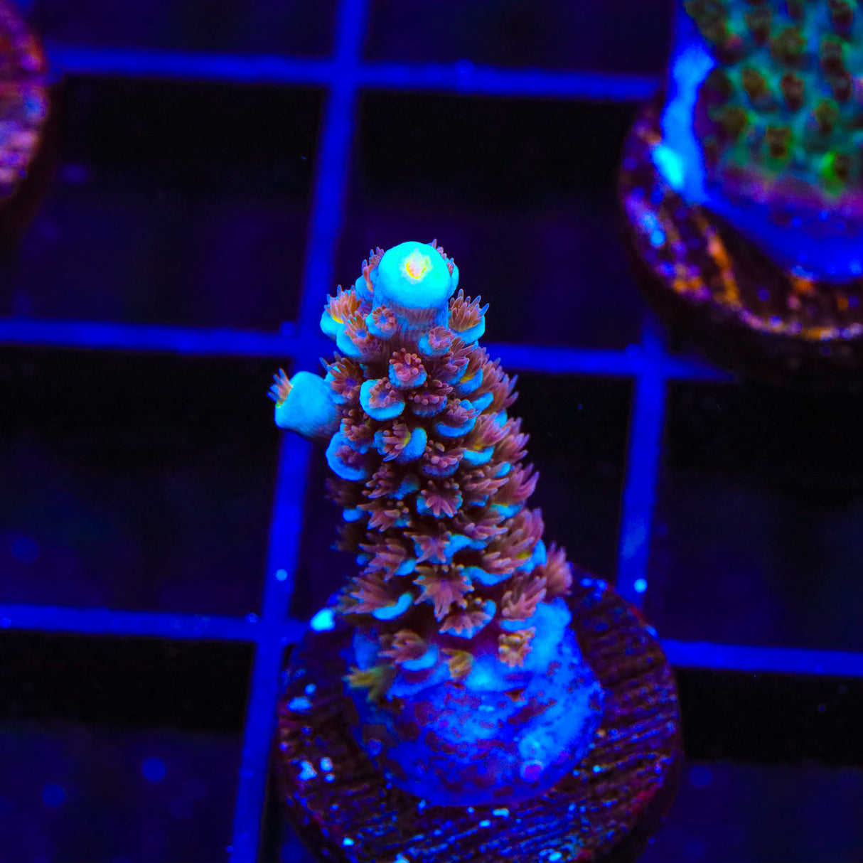 TSA Bubbleyum Acropora Coral - Top Shelf Aquatics