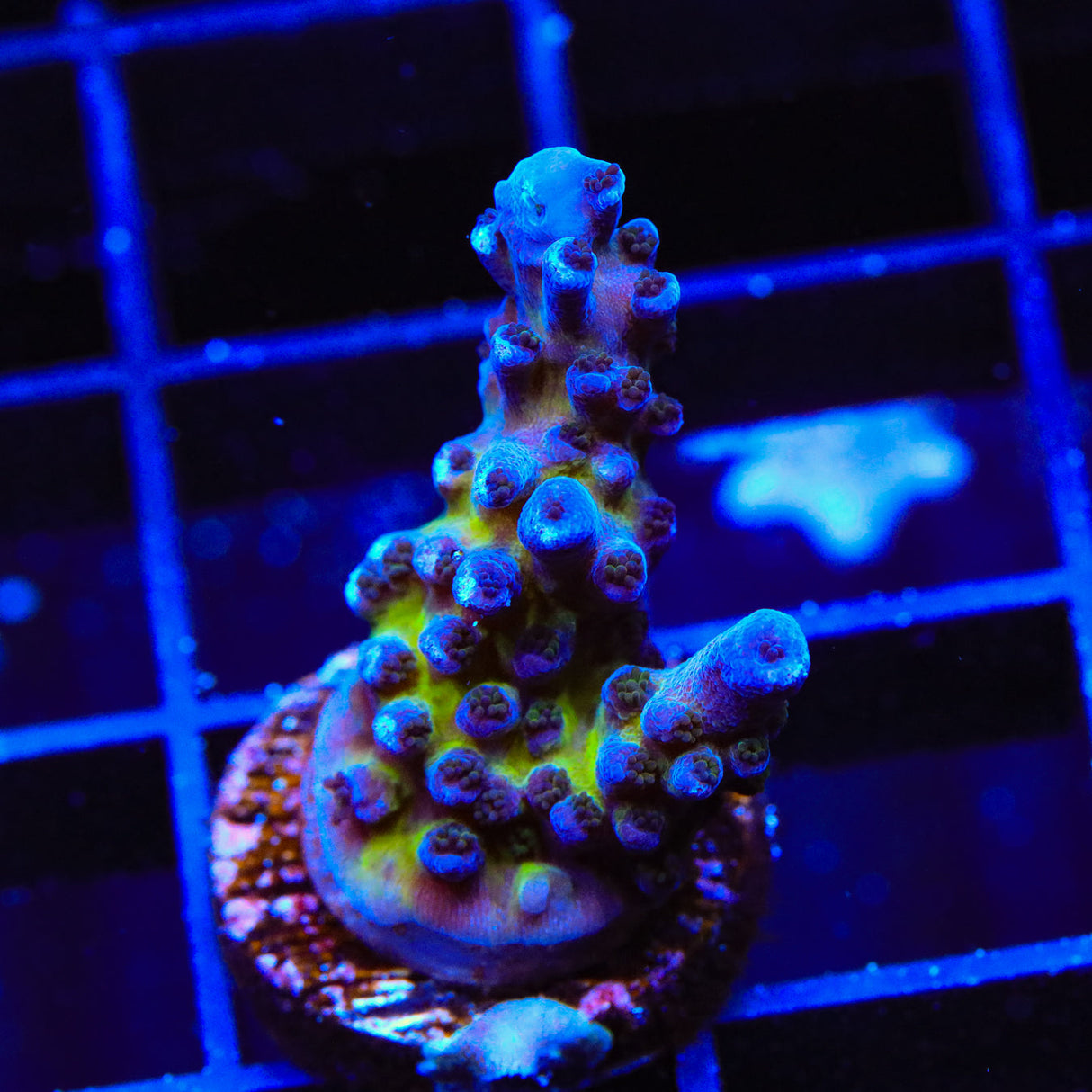RR Aussie Gold Acropora Coral - Top Shelf Aquatics