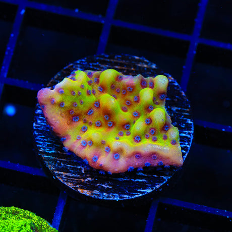 TSA Beast Montipora Coral