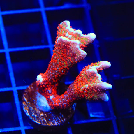 Bubblegum Digitata Montipora Coral