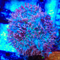 La Vida Mushroom Coral