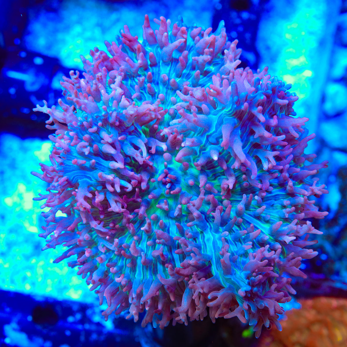 La Vida Mushroom Coral
