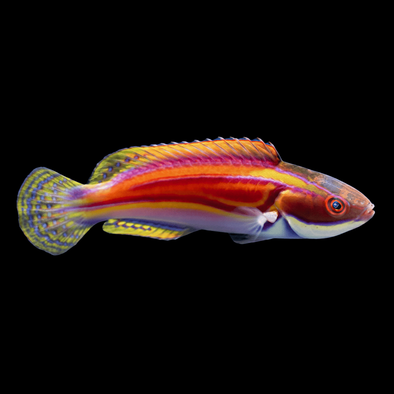 Laboute’s Fairy Wrasse saltwater fish care guide