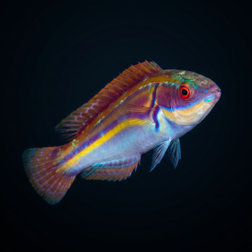 Labout's Fairy Wrasse