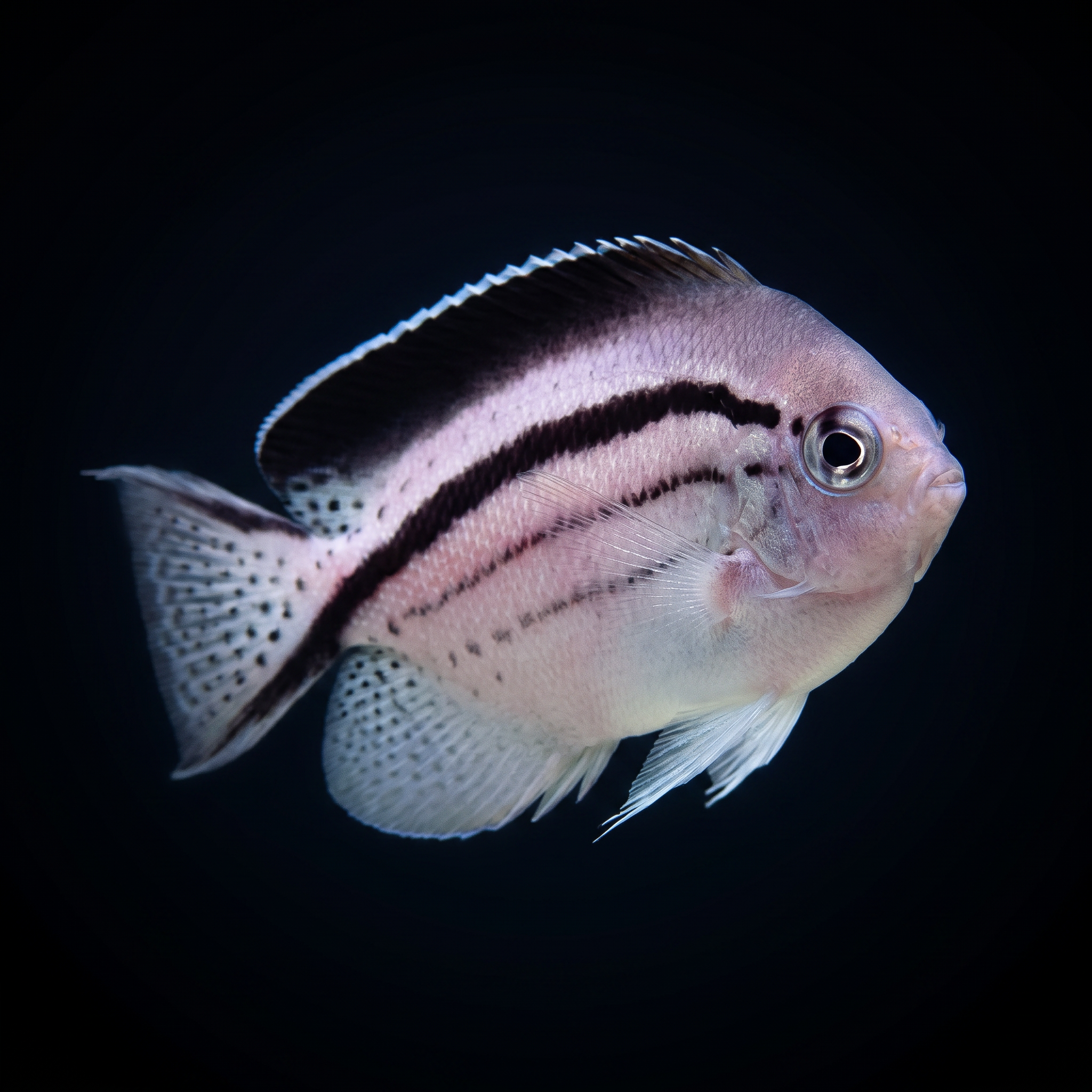 Lamarck Angelfish - Female - Genicanthus lamarck