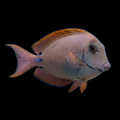 Lavender Tang