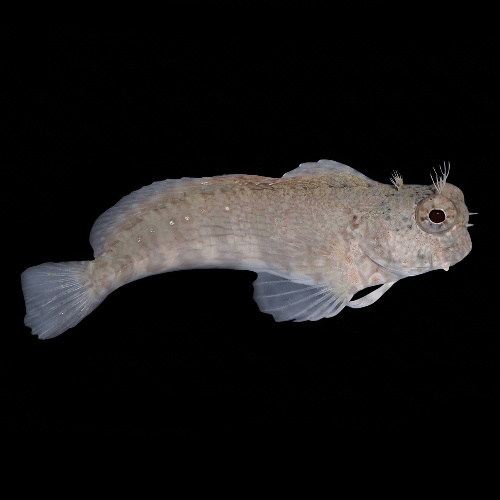 Sailfin Algae Blenny saltwater fish care guide