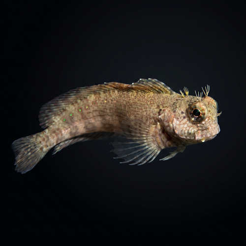 Algae Lawnmower Blenny - Salarias fasciatus
