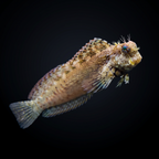 Algae Lawnmower Blenny
