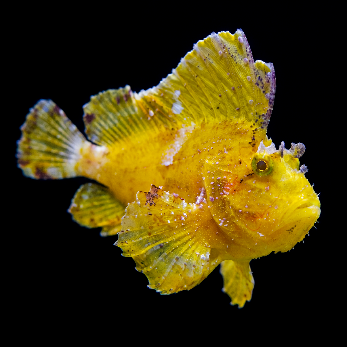 Leaf Scorpionfish saltwater fish care guide
