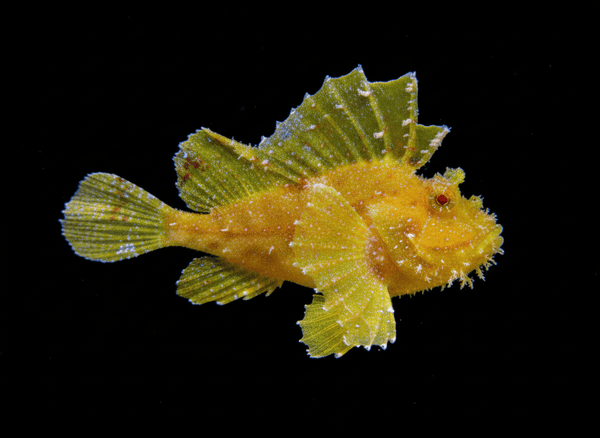 Leaf Scorpionfish saltwater fish care guide