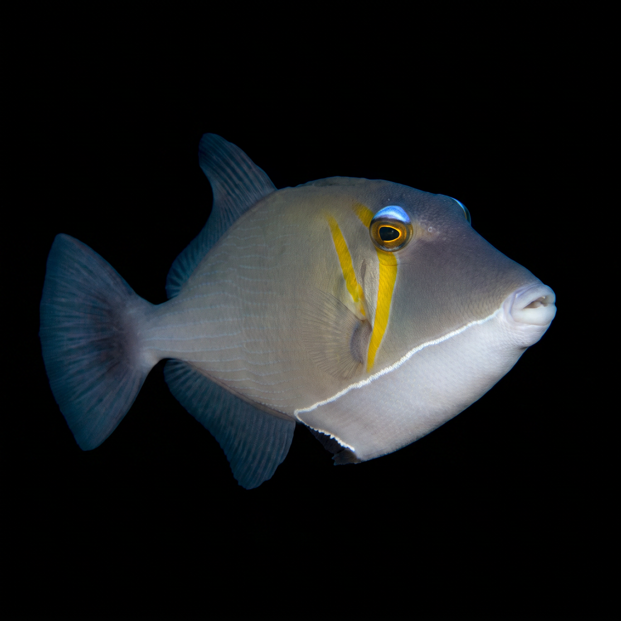 Boomerang Triggerfish