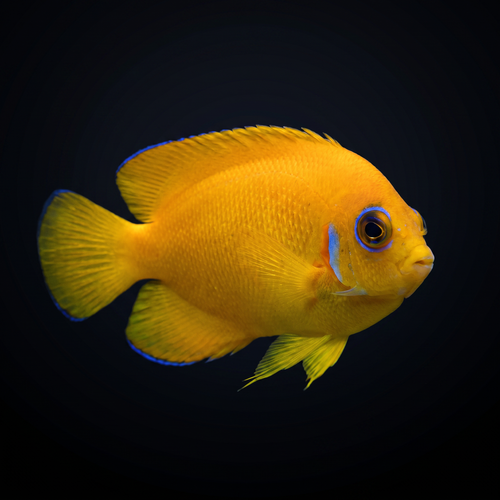 Lemonpeel Angelfish - Fiji - Centropyge flavissima