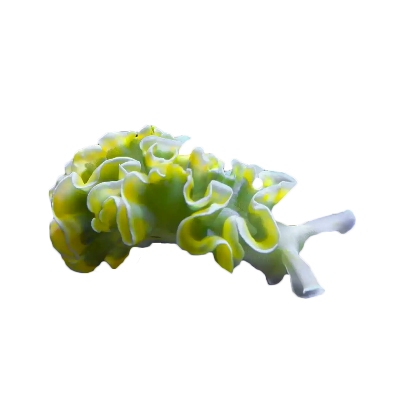 Lettuce Nudibranch