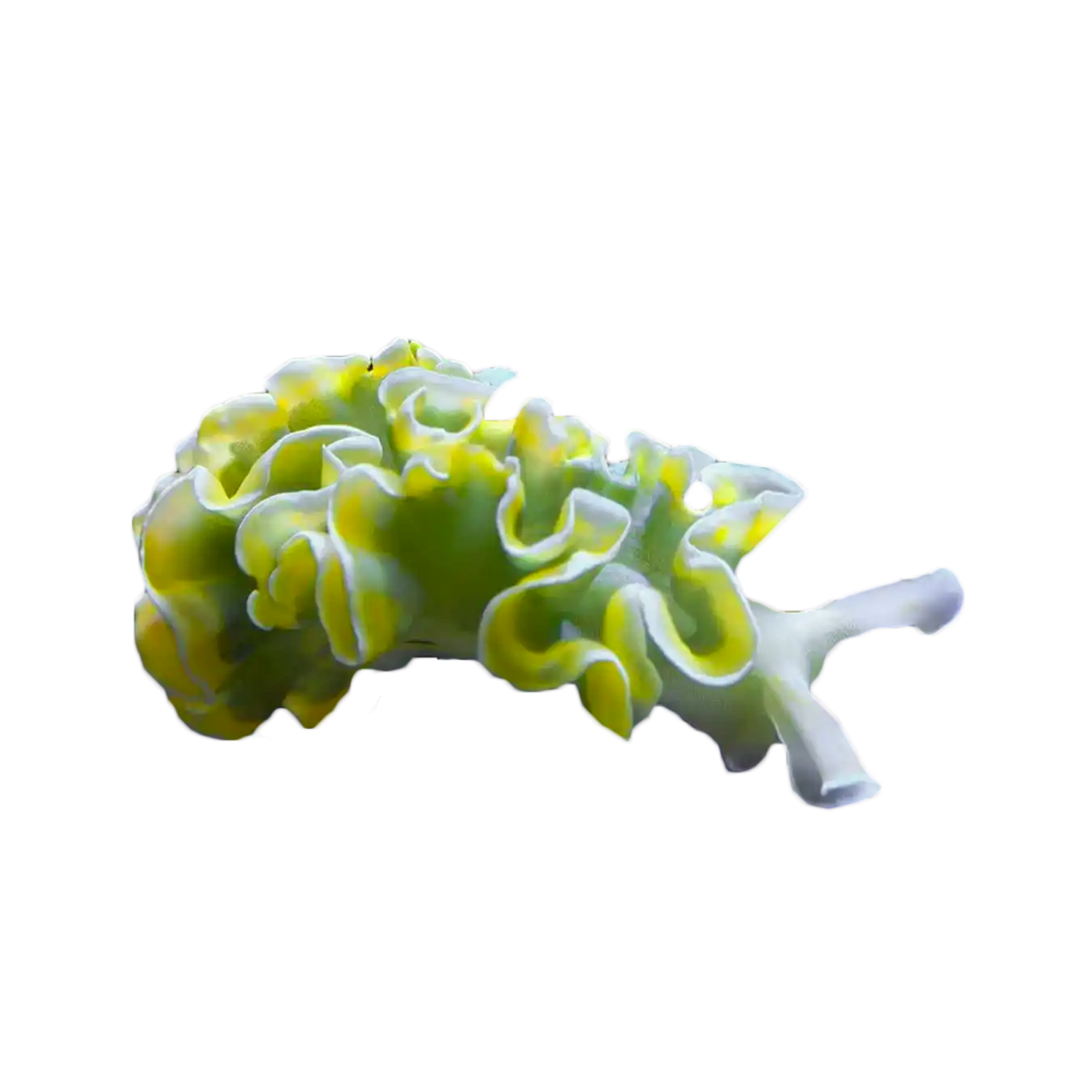 Lettuce Nudibranch – Top Shelf Aquatics