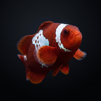 Lightning Maroon Clownfish — Premnas biaculeatus