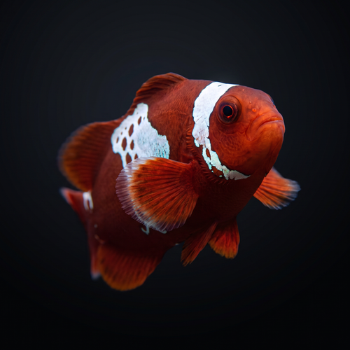 Lightning Maroon Clownfish — Premnas biaculeatus