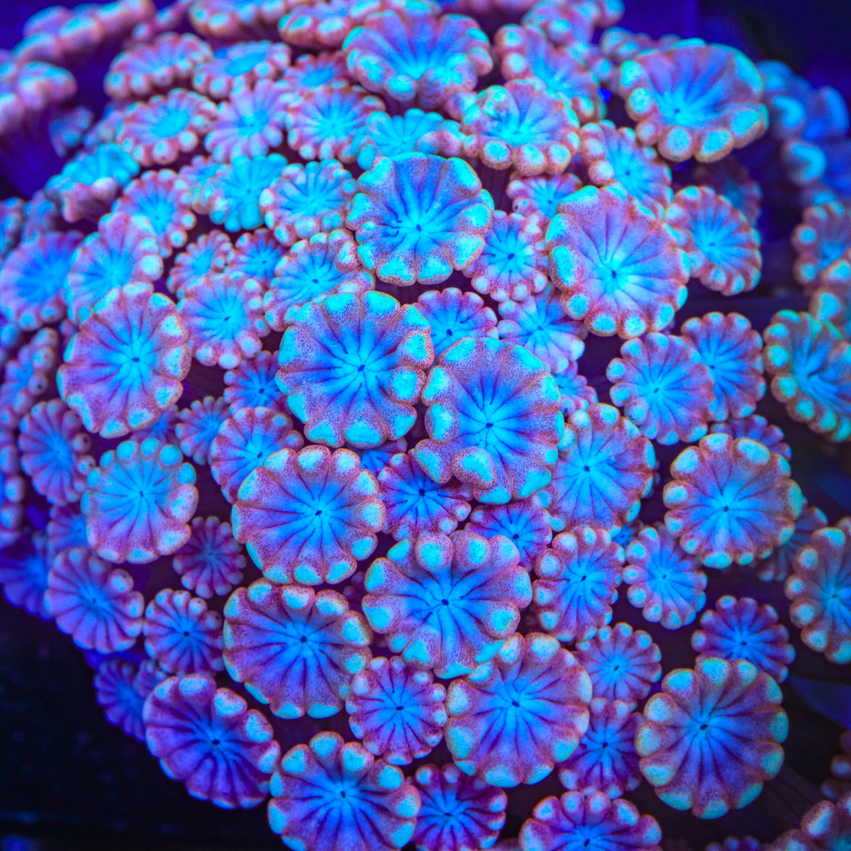 TSA Lightning Storm Alveopora Coral