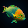 Lime Green Wrasse