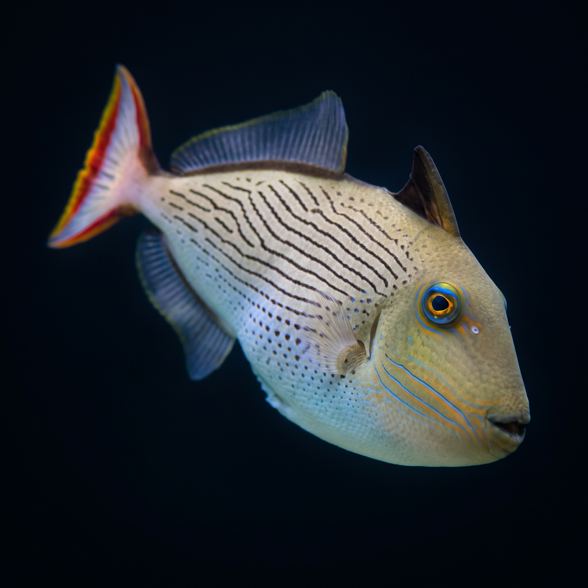 Line Spot Triggerfish