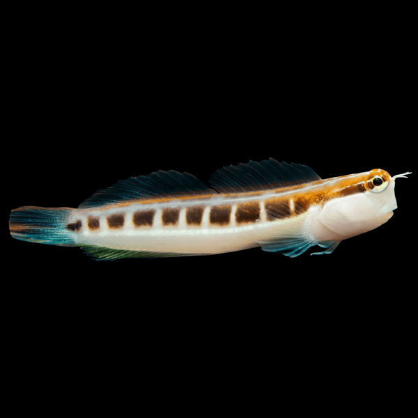 Linear Blenny saltwater fish care guide