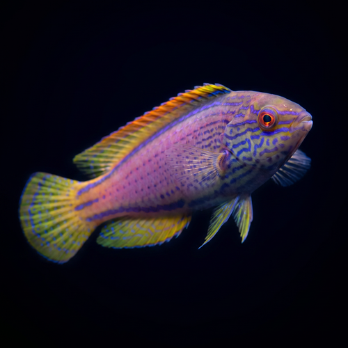 Lineatus Fairy Wrasse