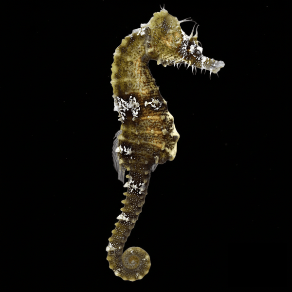 Lined Seahorse saltwater fish care guide