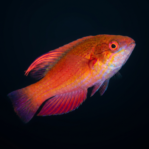 Linespot Flasher Wrasse