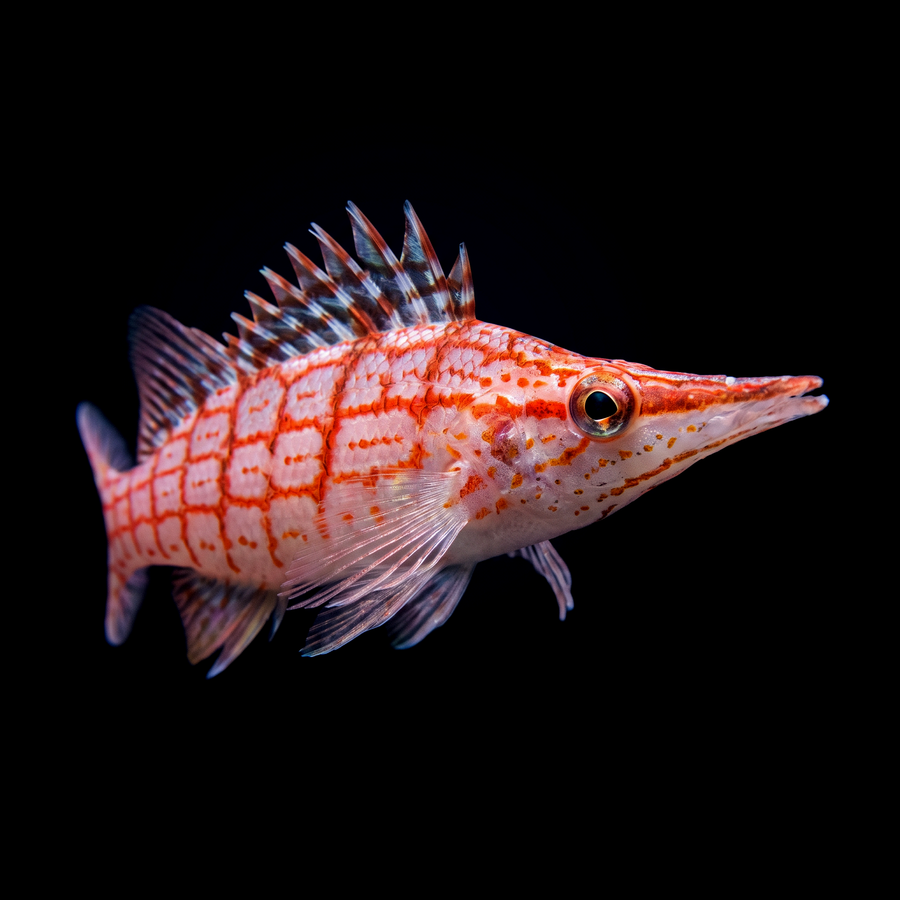 Longnose Hawkfish