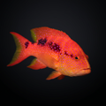 Louti (Cherry) Grouper