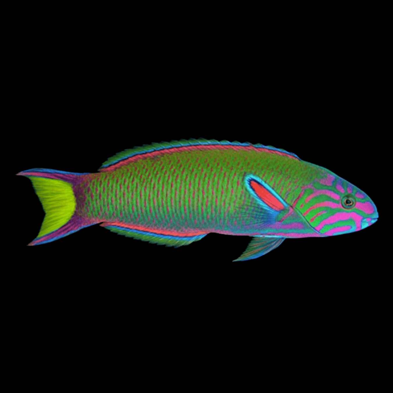 Lunare Wrasse