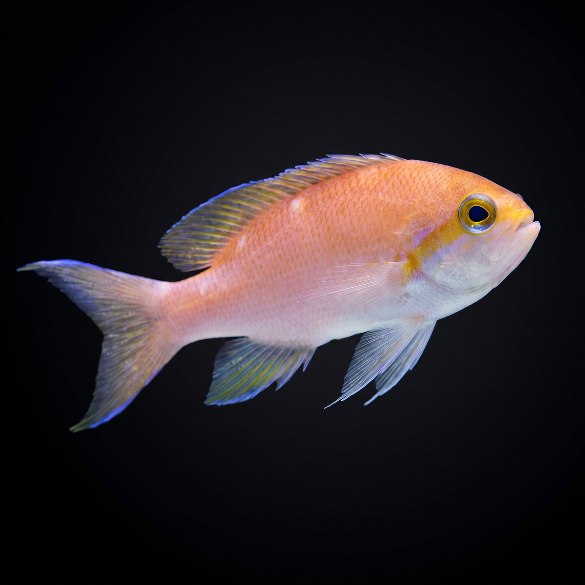 Luzon Anthias - Female