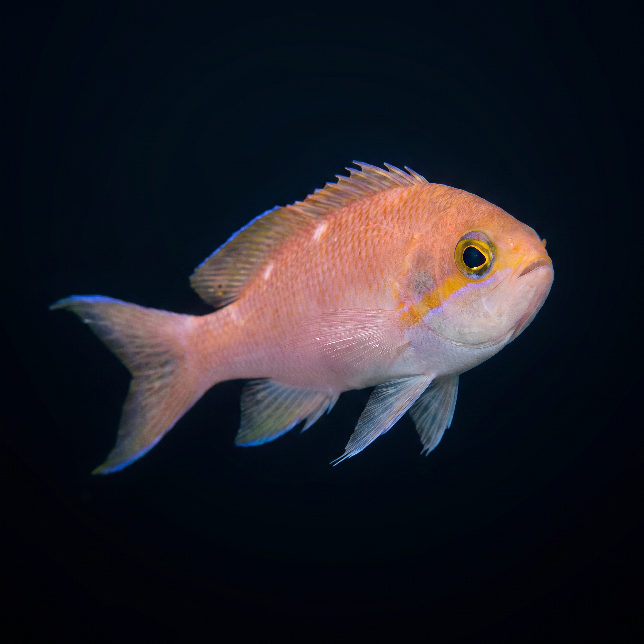 Luzon Anthias - Female