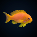 Lyretail Anthias - Female - Africa