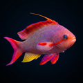 Lyretail Anthias - Male - Africa