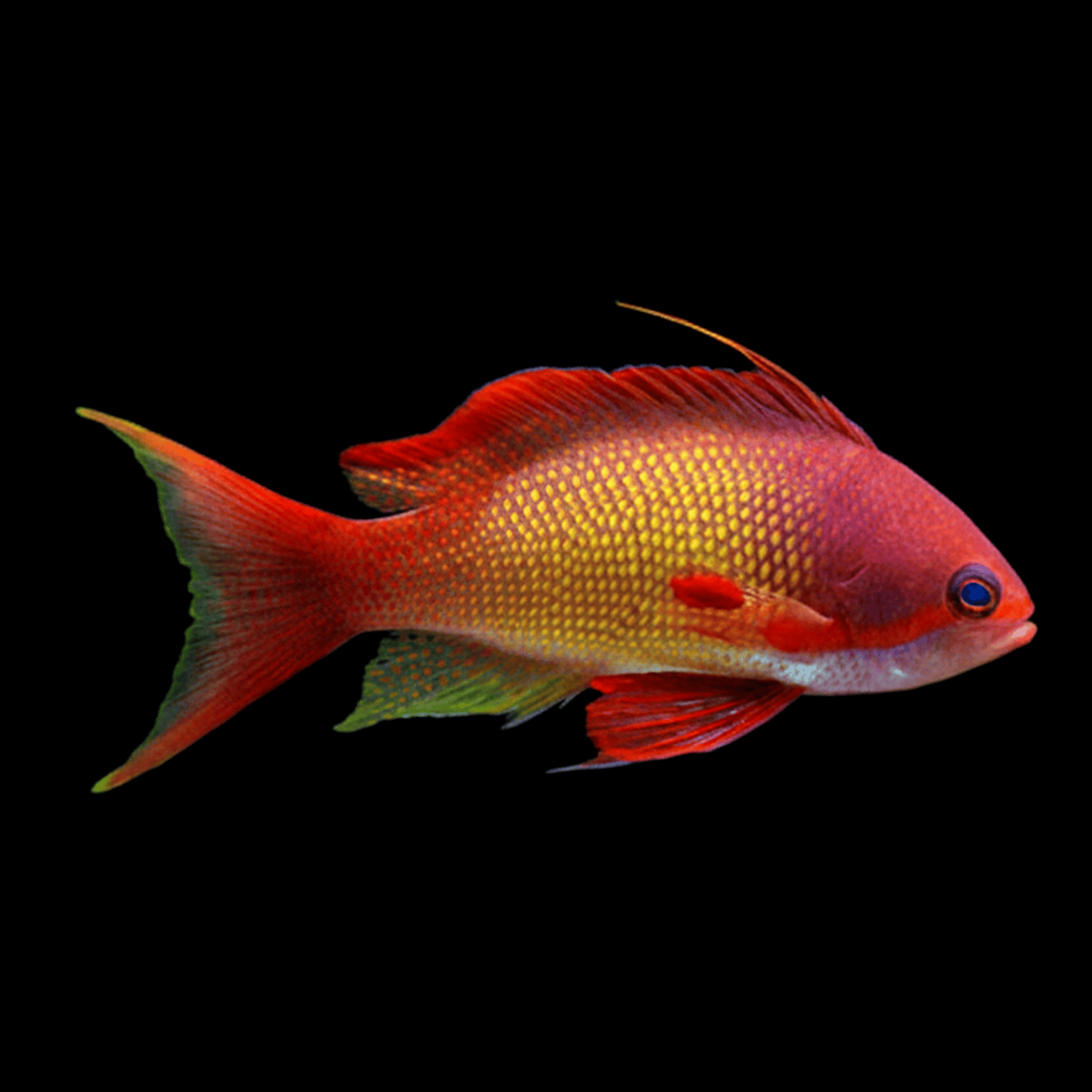Lyretail Anthias (Male)