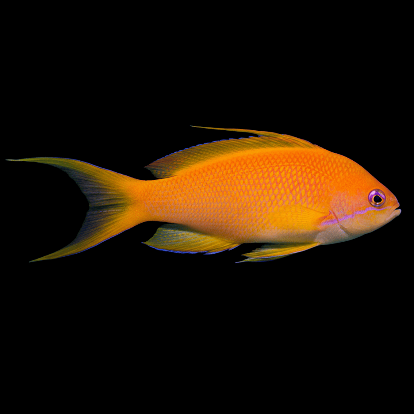Lyretail Anthias (Female)