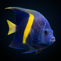 Maculosus Angelfish - Pomacanthus maculosus