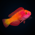 Magma Fairy Wrasse - Male