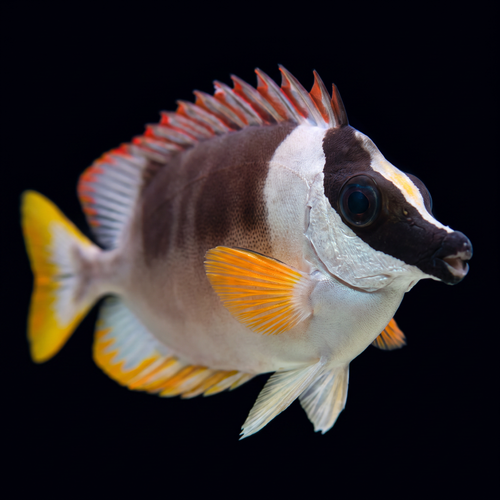 Magnificent Foxface - Siganus magnificus