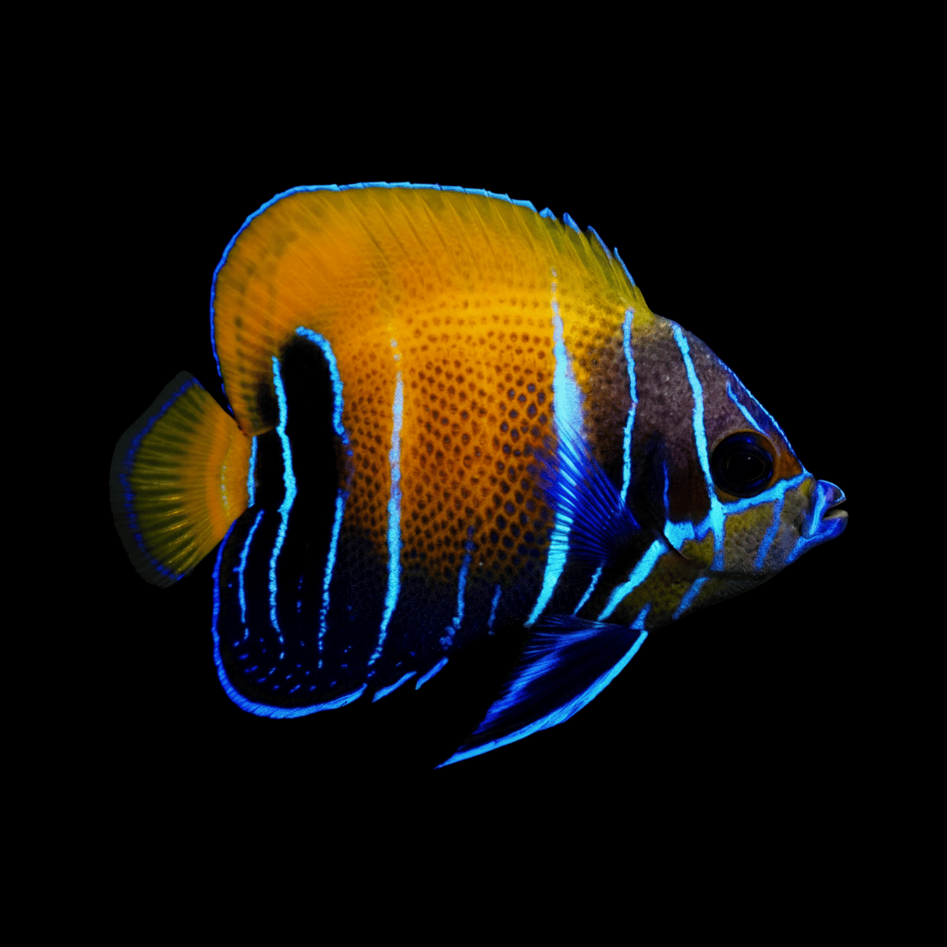 Majestic (Blue Girdled) Angelfish